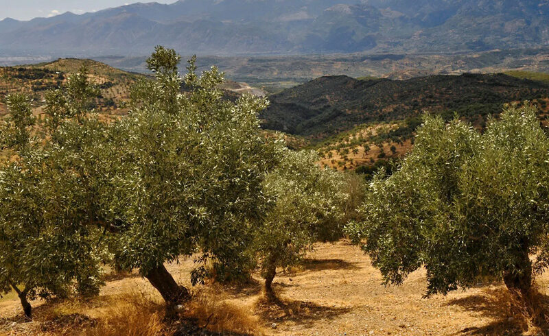 Olive-trees